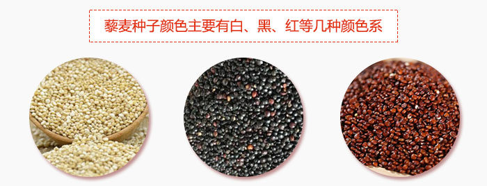 藜麥種子顏色主要有白、黑、紅等幾種顏色系，營(yíng)養(yǎng)成分相差不大，其中白色口感好，黑、紅色口感相對(duì)差些，籽粒也較小。