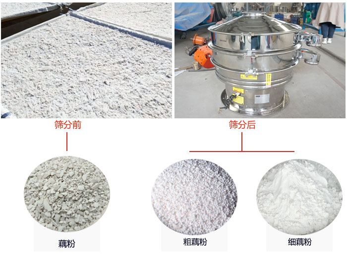 蓮藕淀粉曬干，采用304不銹鋼材質(zhì)藕粉振動(dòng)篩篩分后前后對(duì)比效果圖展示。